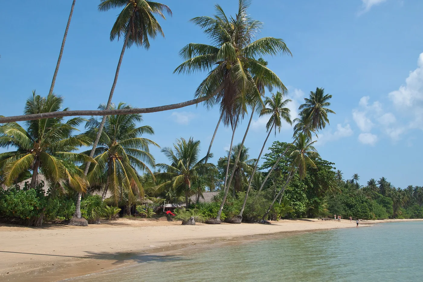 Koh Mak (island), Thailand, Palm trees on the beach