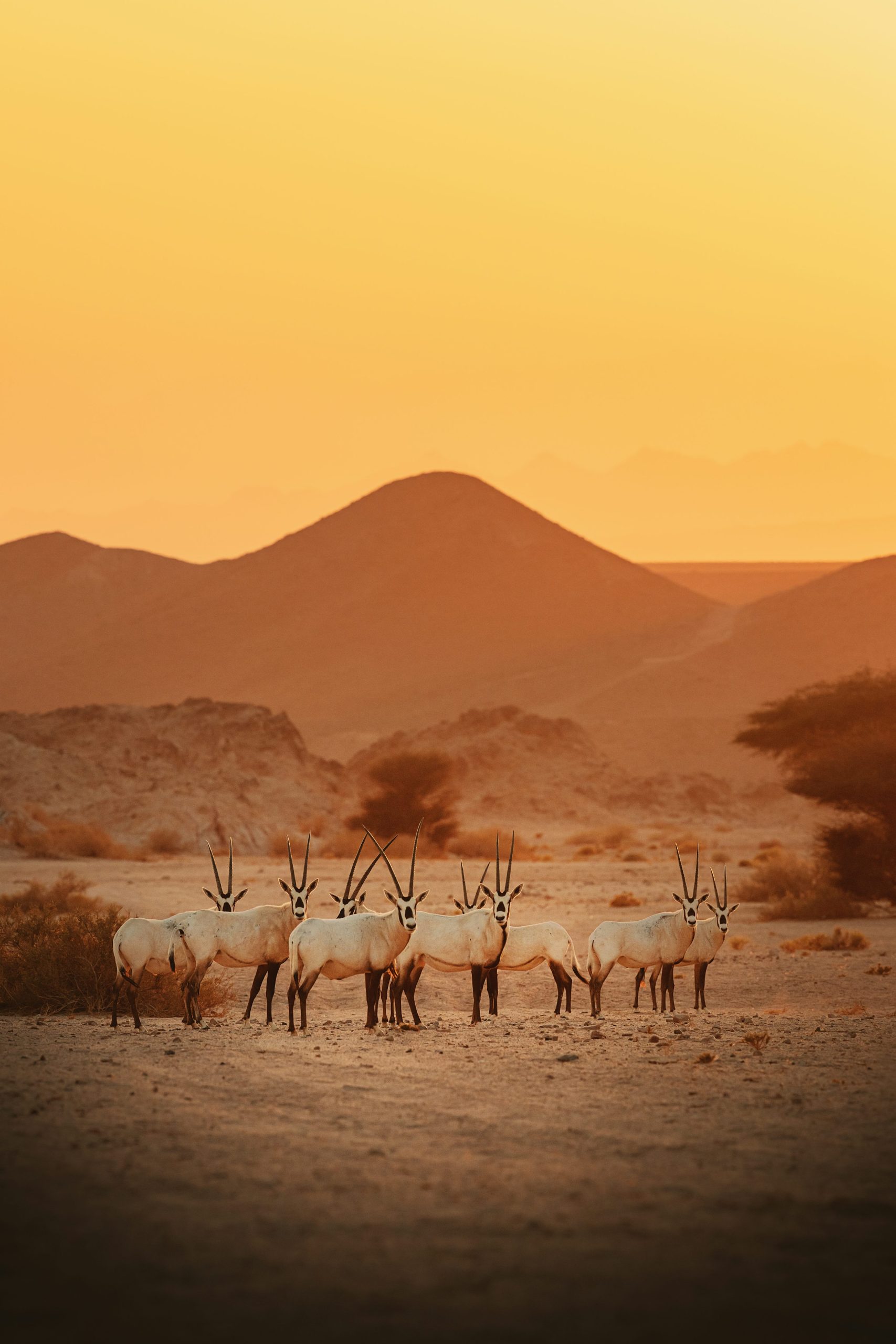 travel - The Allure of African Eco-Tourism