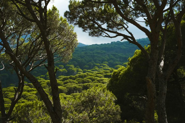 sustainable travel guide - Sustainable Travel Guide: Top Eco-Friendly Adventures for 2026